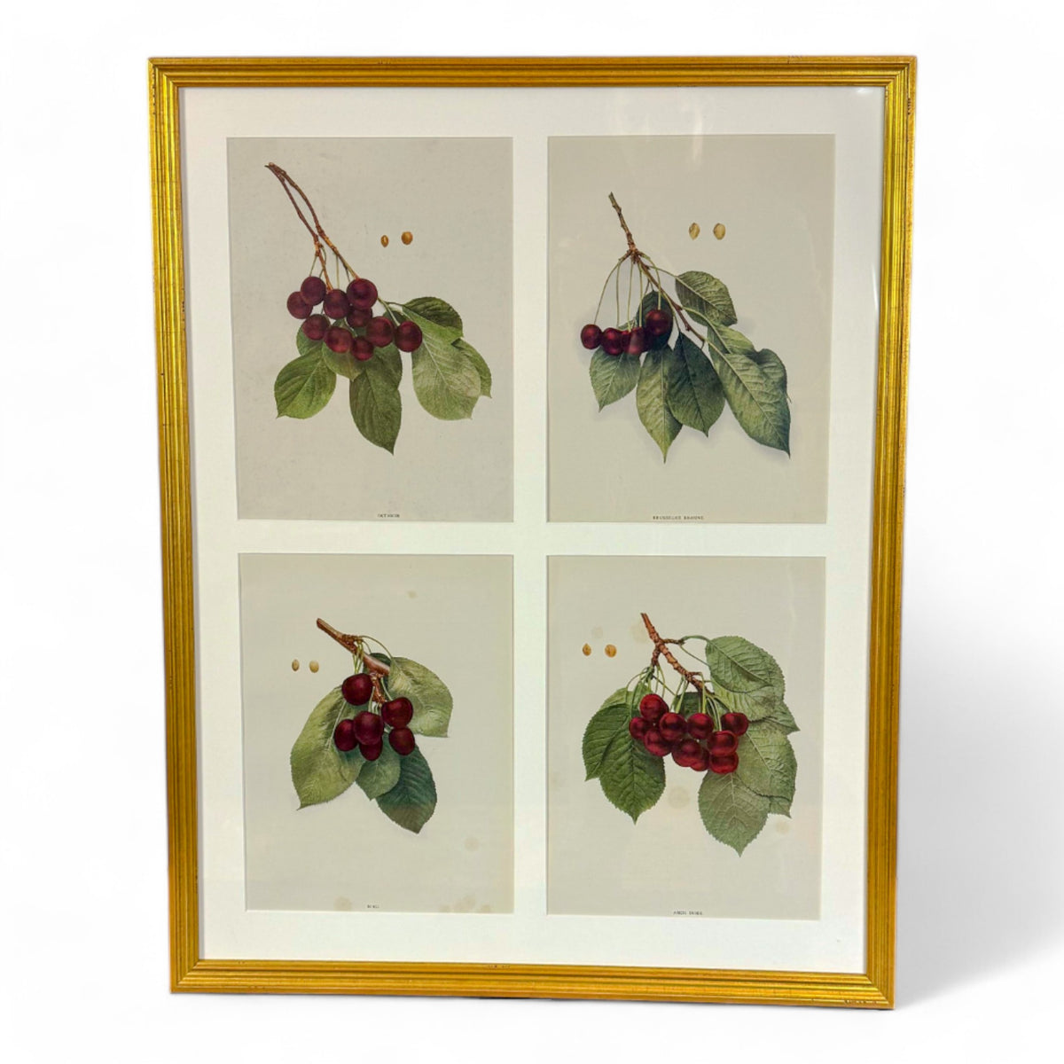 Cherries Chromolithographs I