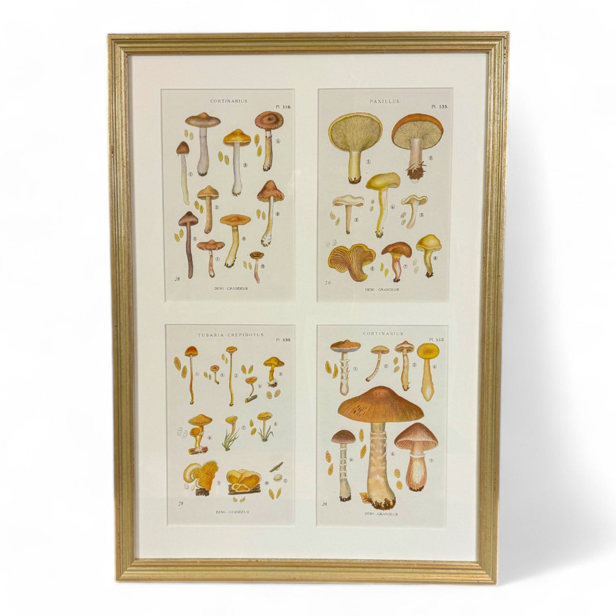 Mushroom Chromolithographs I