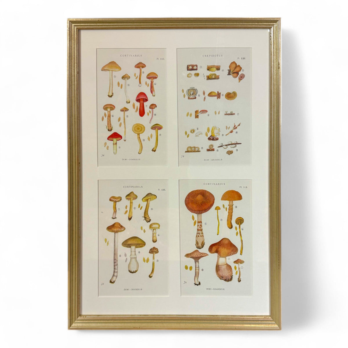 Mushroom Chromolithographs II