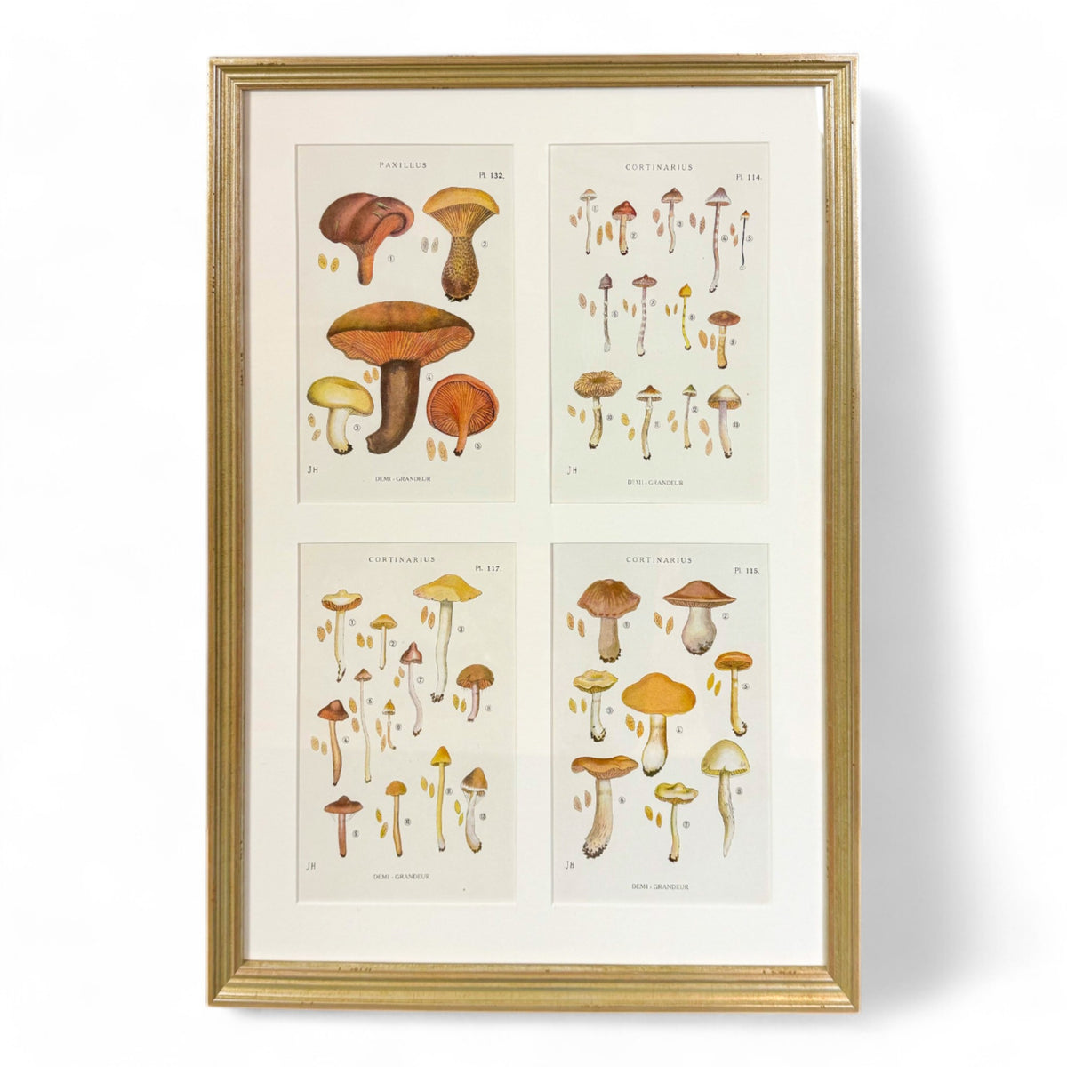 Mushroom Chromolithographs III