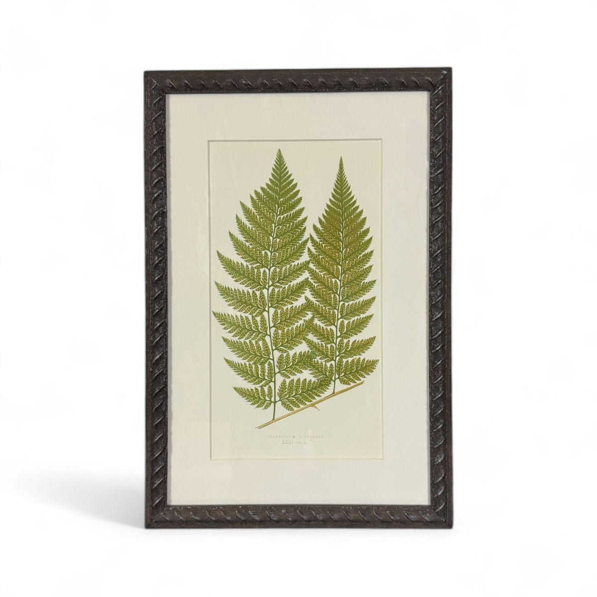 Botanical Leaf Lithograph V