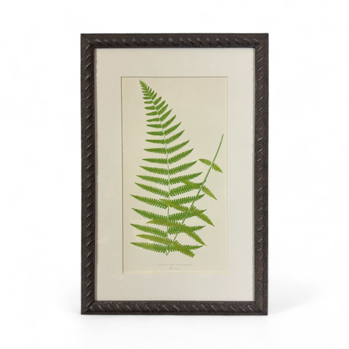 Botanical Leaf Lithograph III