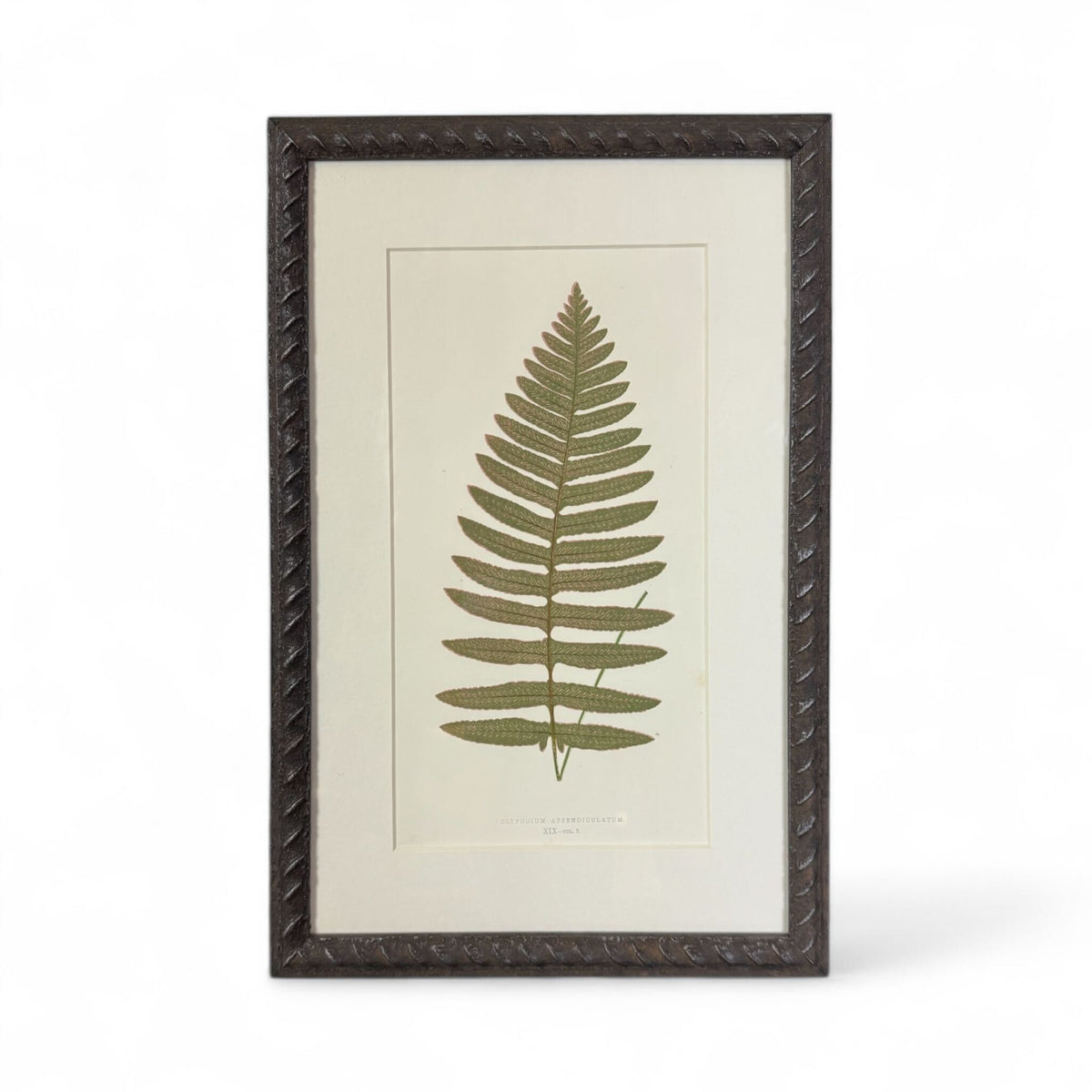 Botanical Leaf Lithograph II