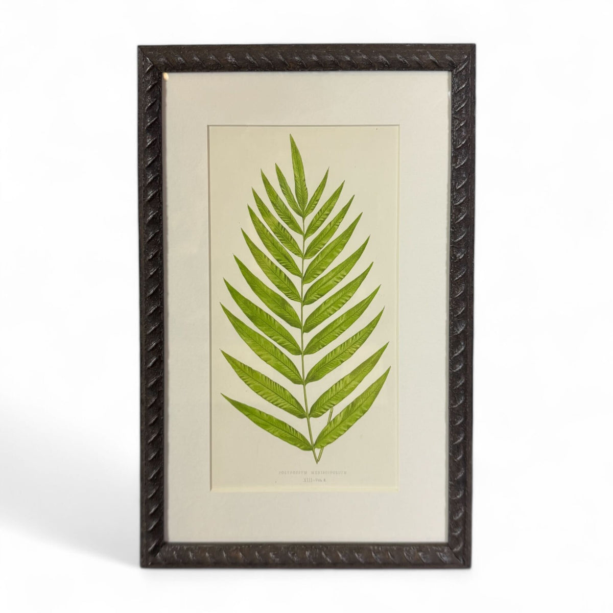 Botanical Leaf Lithograph I