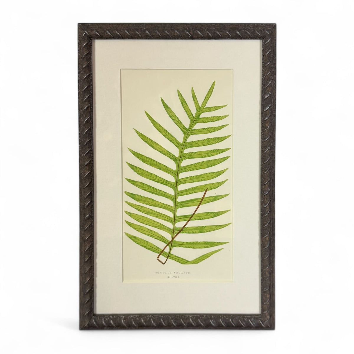 Botanical Leaf Lithograph VI