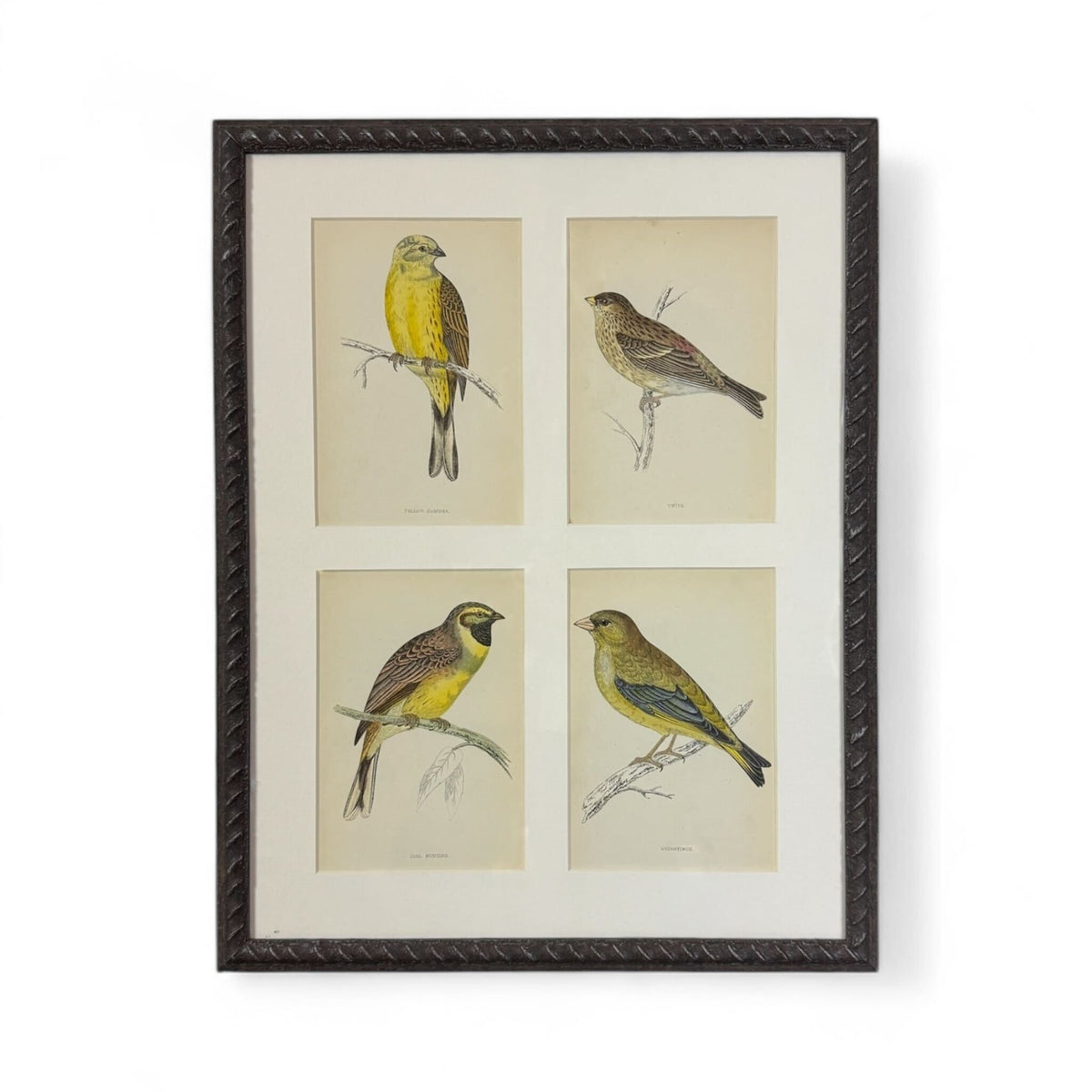 Bird Chromolithographs I