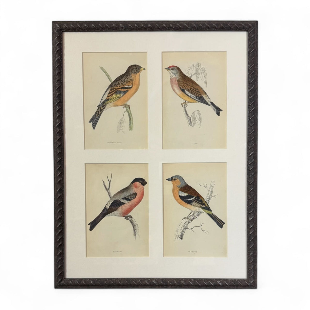 Bird Chromolithographs II